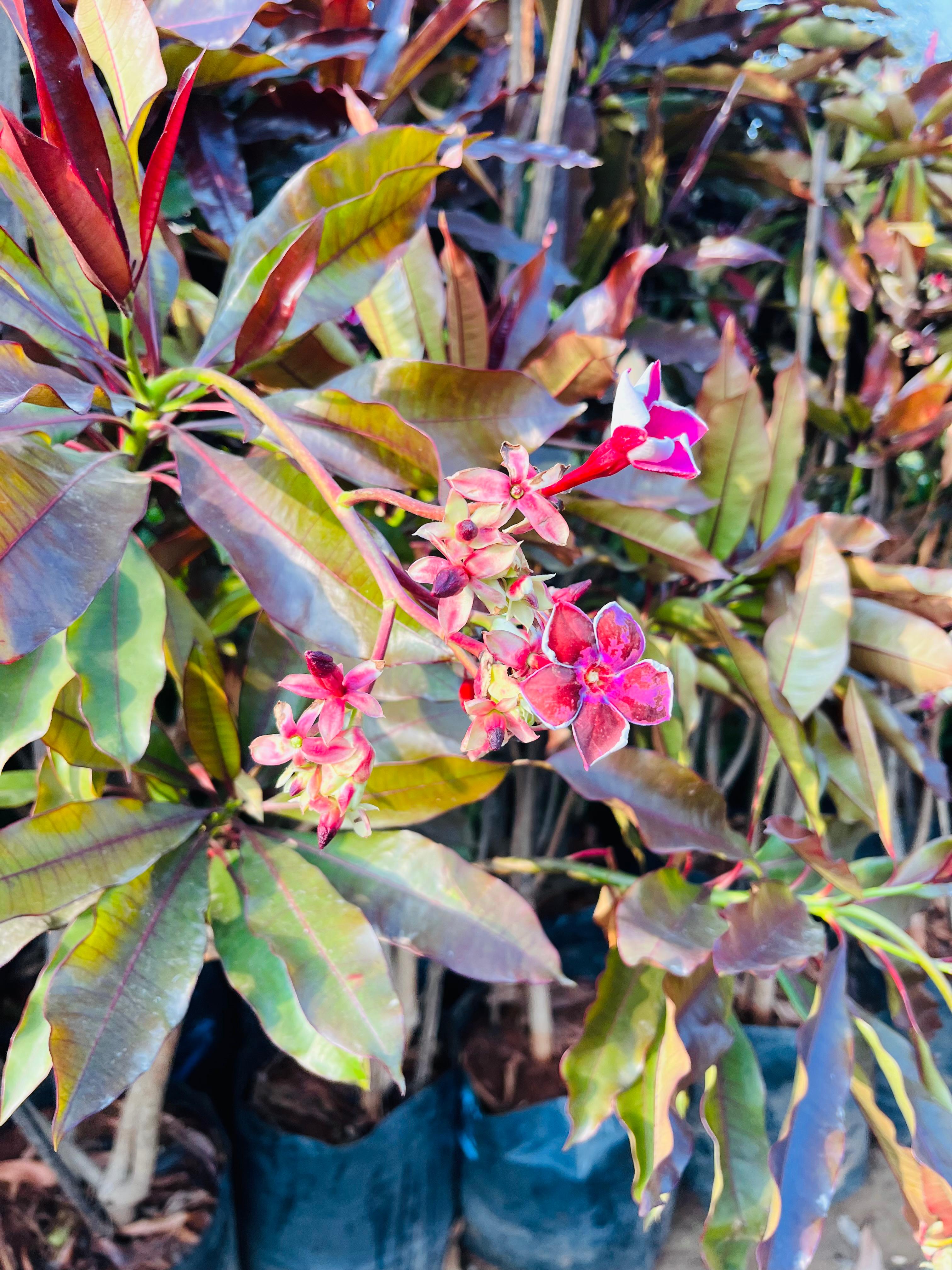 Cerbera Odallam Rubra
