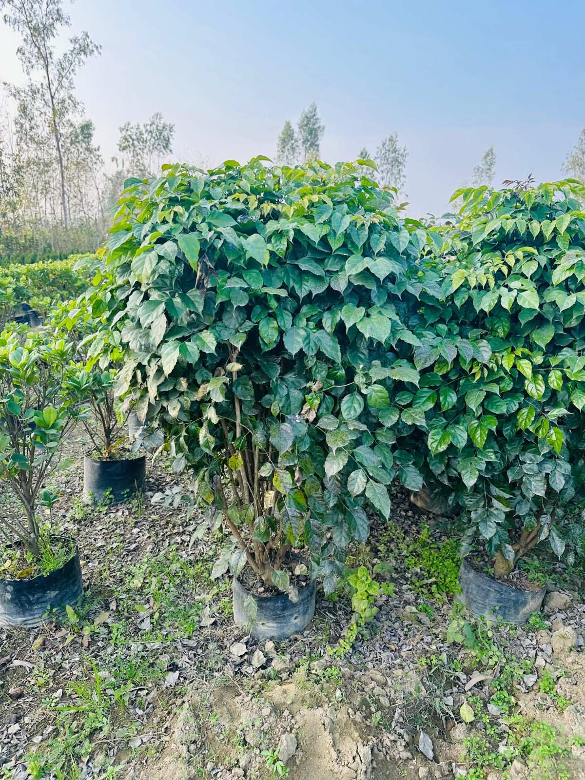 China Doll Plant