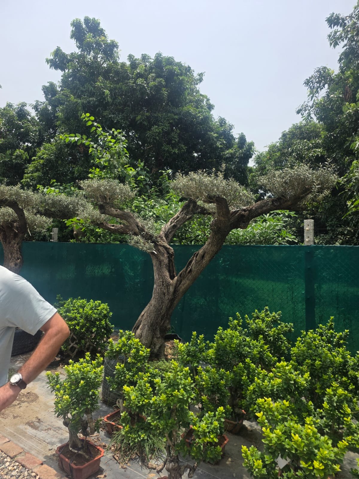 Olive Bonsai Plant