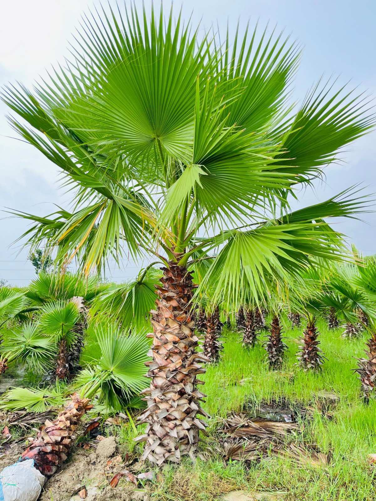 Washingtonia Palm